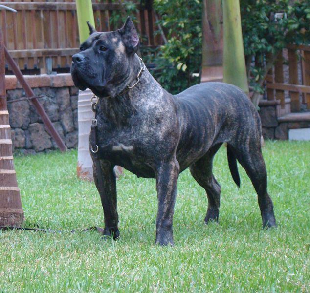 加纳女队表现出色,突破难关 加纳女队表现出色,突破难关