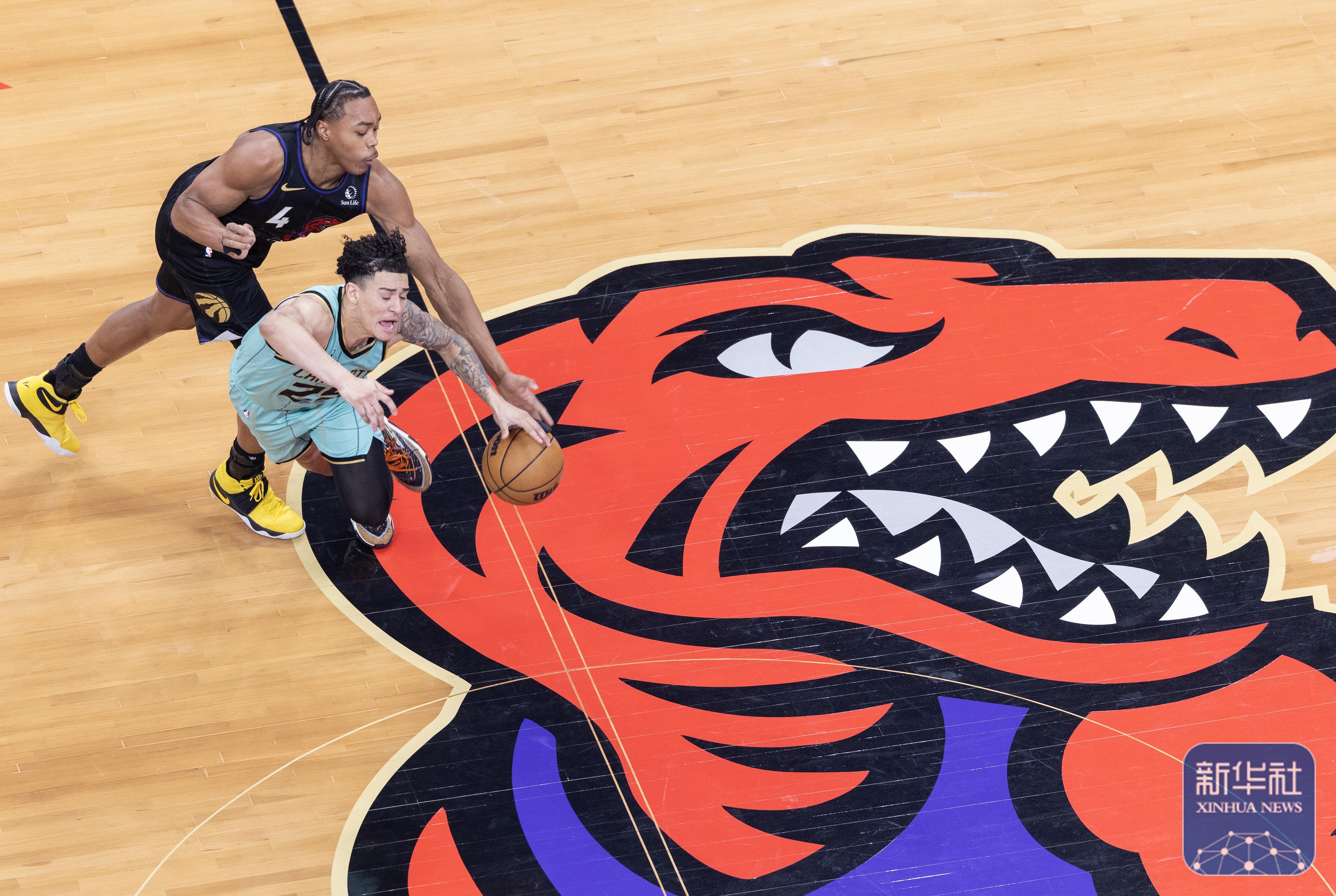 包含猛龙险胜篮网，保持不败的战绩的词条